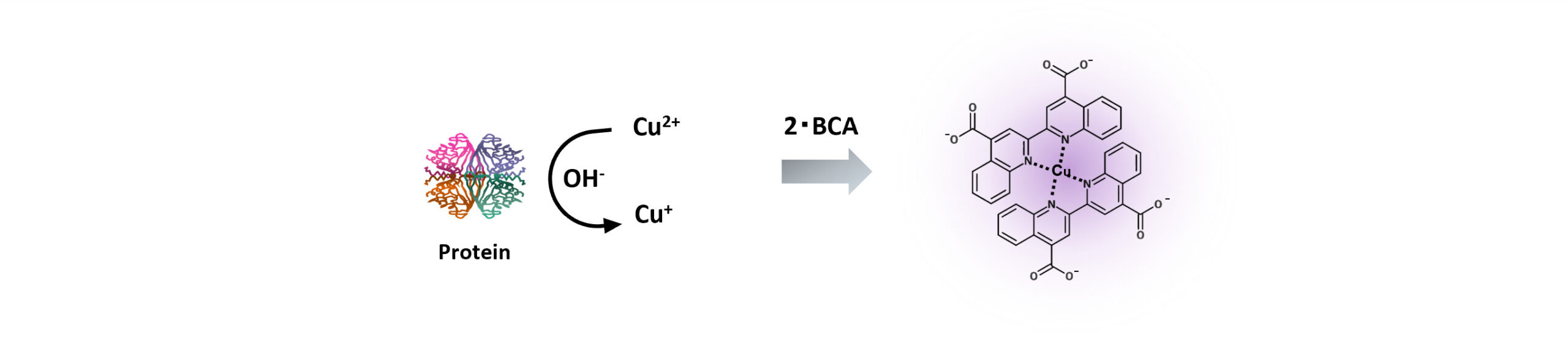 BCAアッセイの原理