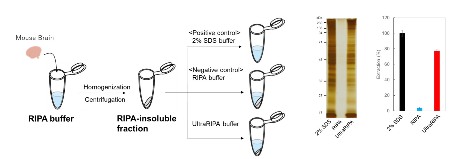 UltraRIPAによるタンパク質可溶化実験
