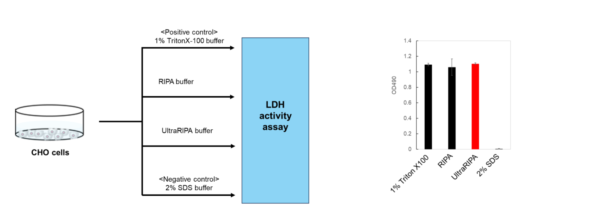UltraRIPAを用いて抽出したタンパク質の酵素活性の測定