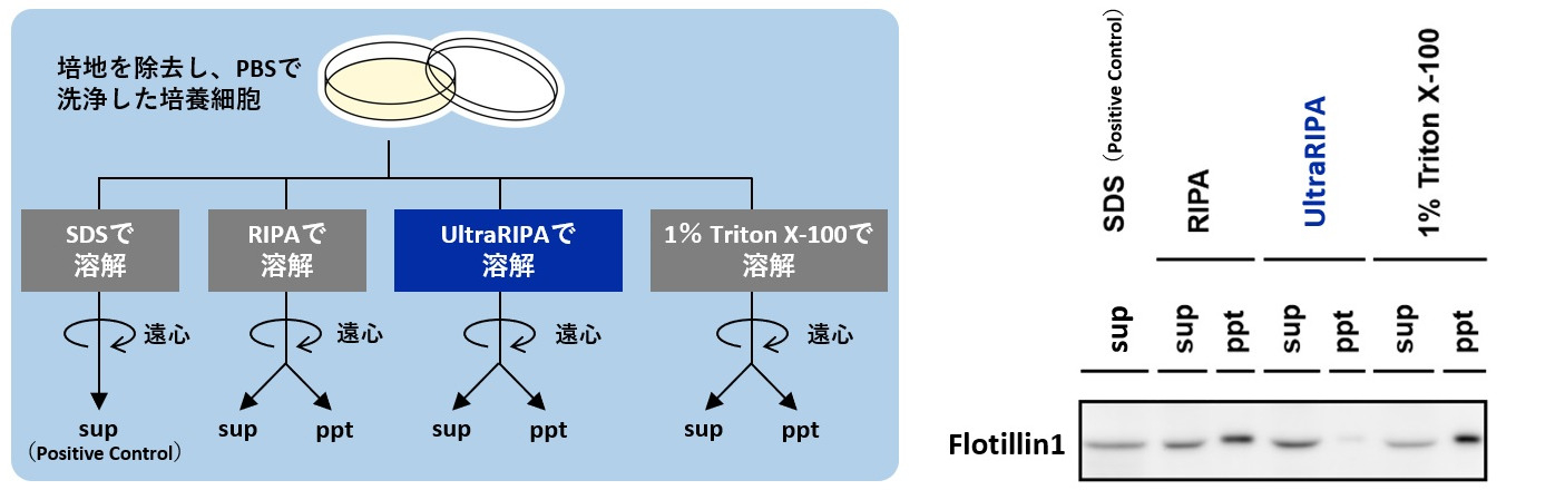 UltraRIPAを用いたCOS-1細胞からのタンパク質抽出