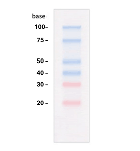 Prestained Small RNA Plusの電気泳動像