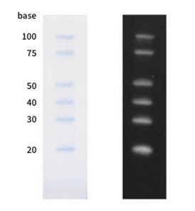 Small RNAの電気泳動像
