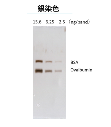 AllView PAGE Bufferで泳動したゲルの銀染色の例