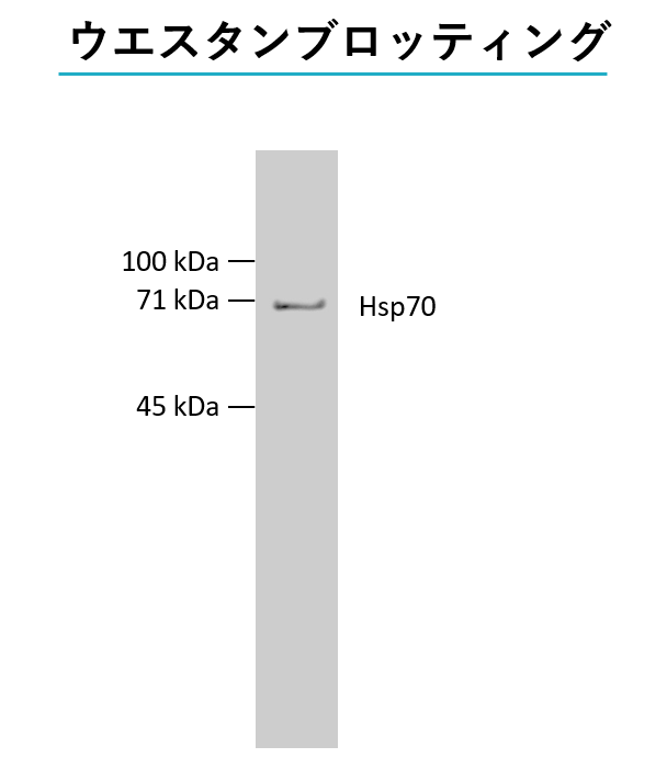 AllView PAGE Bufferで泳動したゲルを用いたウエスタンブロッティングの例