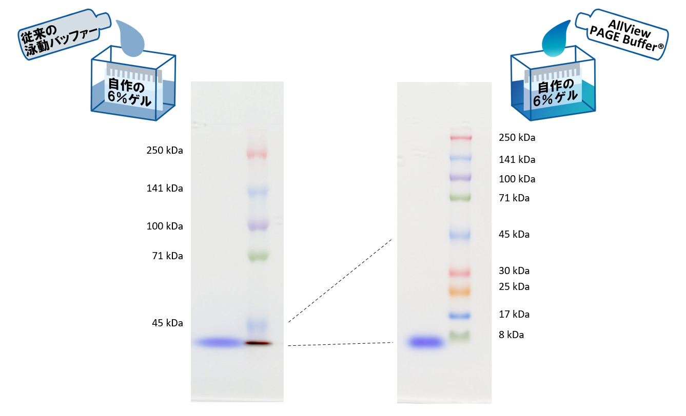 AllView Bufferと従来のSDS-PAGE泳動バッファーの泳動結果