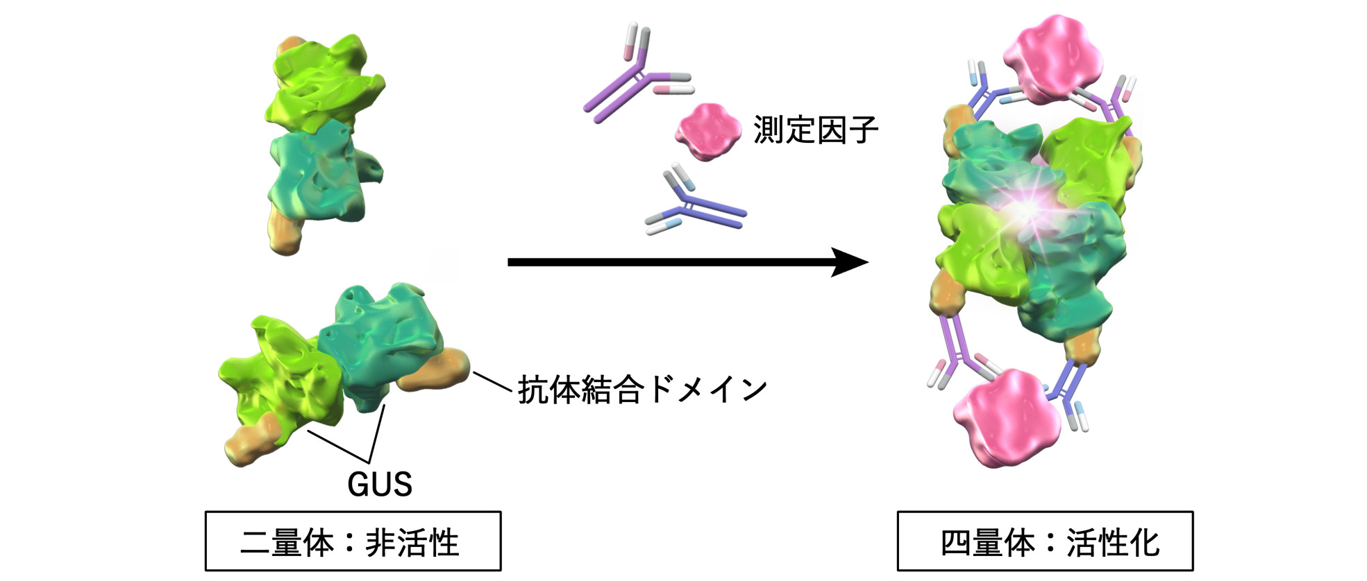 OpenGUS Methodの測定原理
