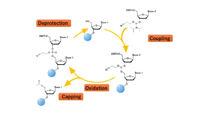 ホスホアミダイト法