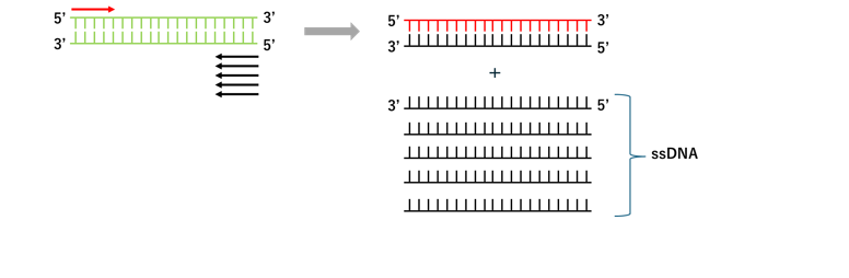 Asymmetric PCR