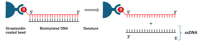 Biotin-streptavidin coupling with PCR