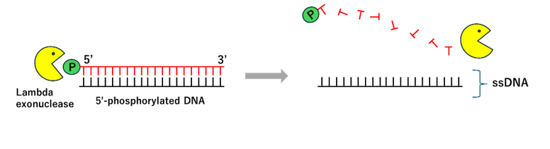 Exonuclease coupling with PCR