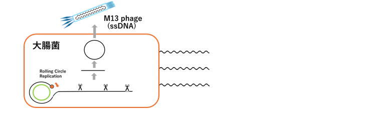 一本鎖DNAファージ