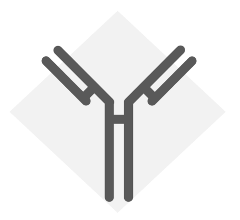 スギ花粉に対する抗体